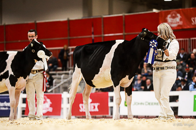 219RWF Holstein-2057