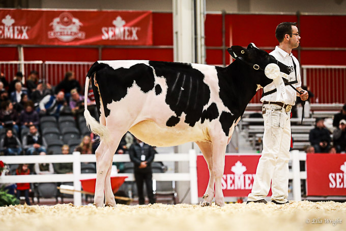 219RWF Holstein-2066