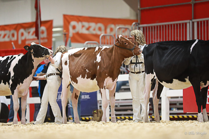 219RWF Holstein -2153