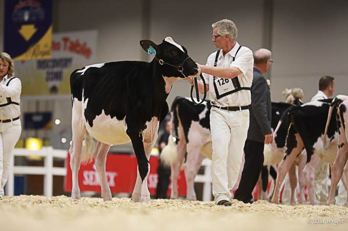 219RWF Holstein -2238