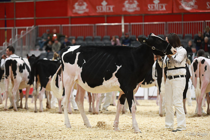 219RWF Holstein -2242