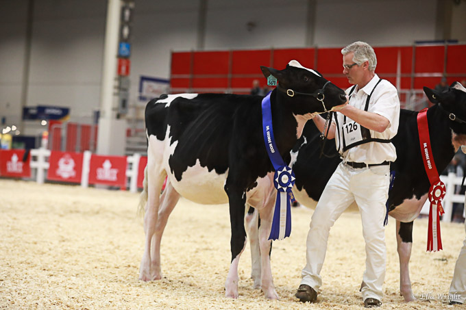 219RWF Holstein -2263