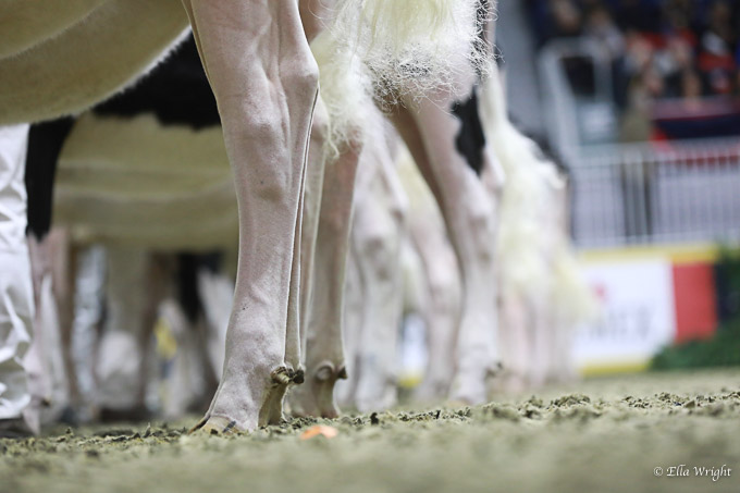 219RWF Holstein-2411