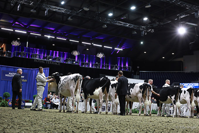 219RWF Holstein-2431