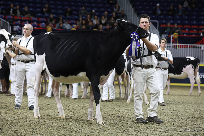 219RWF Holstein-2481