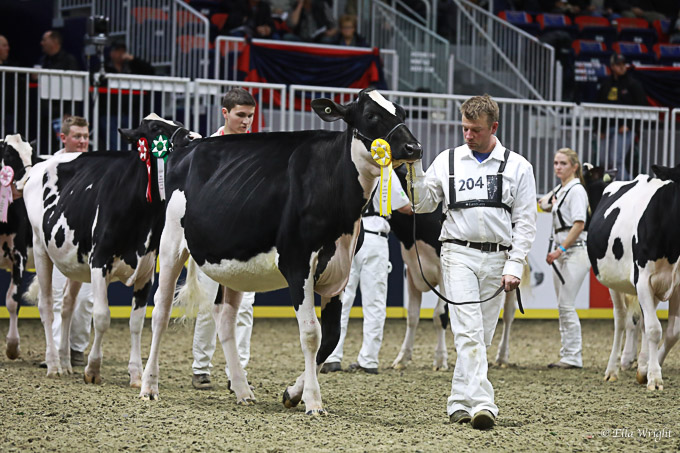 219RWF Holstein-2489