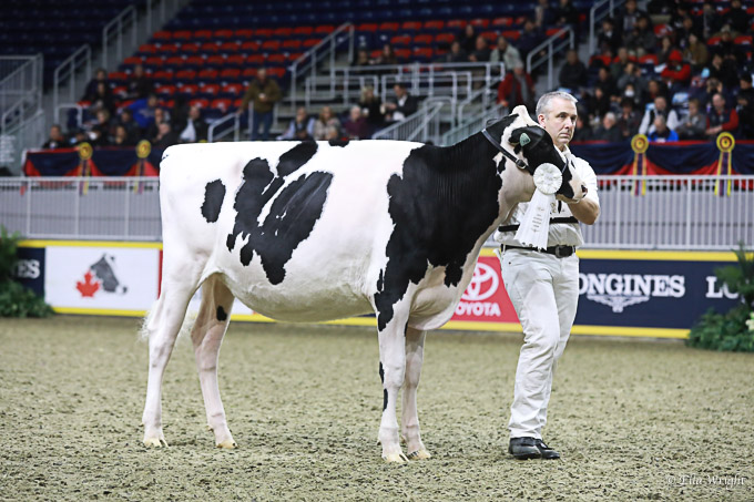 219RWF Holstein-2501