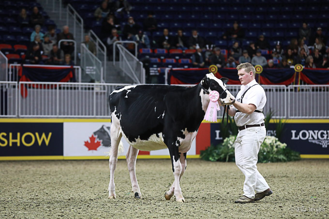 219RWF Holstein-2504