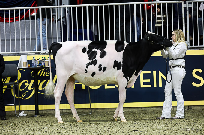 219RWF Holstein-2534