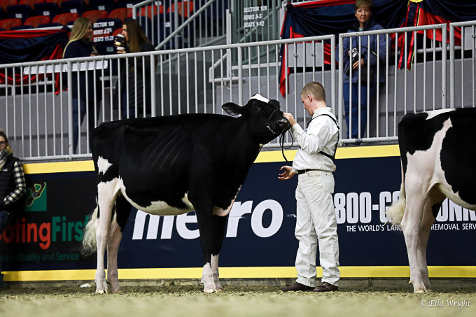 219RWF Holstein-2575