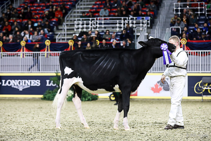219RWF Holstein-2713