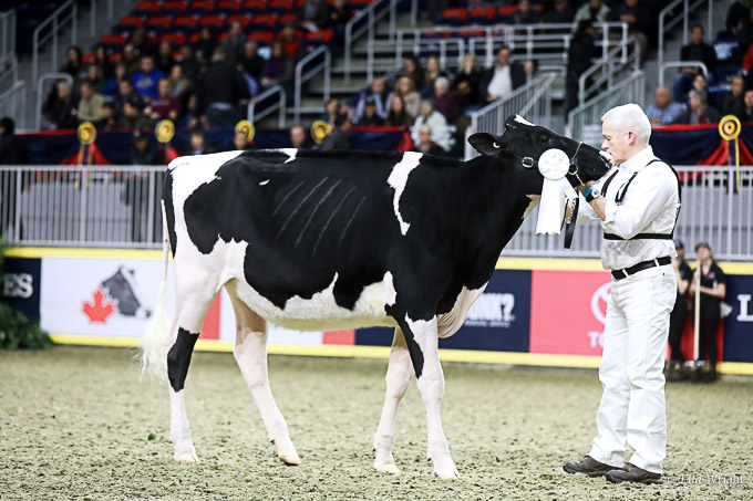219RWF Holstein-2714