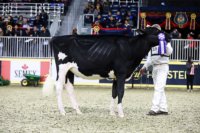 219RWF Holstein-2715