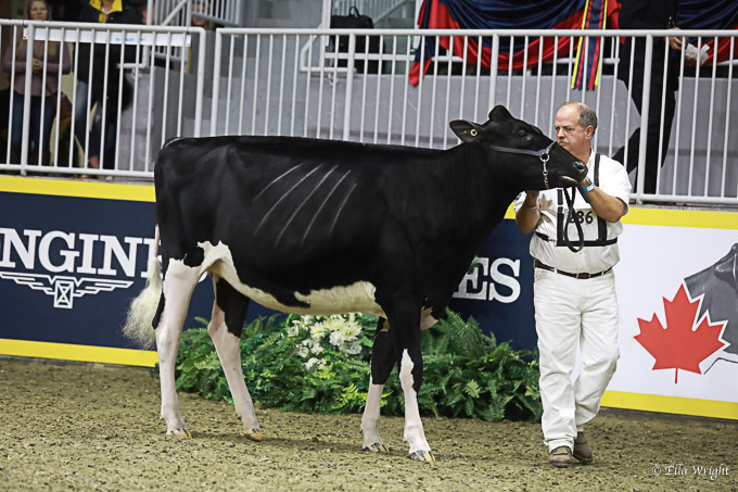 219RWF Holstein-2831