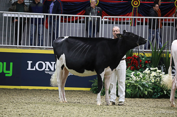 219RWF Holstein-2894