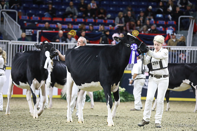 219RWF Holstein-2952
