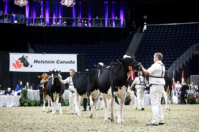 219RWF Holstein-3116