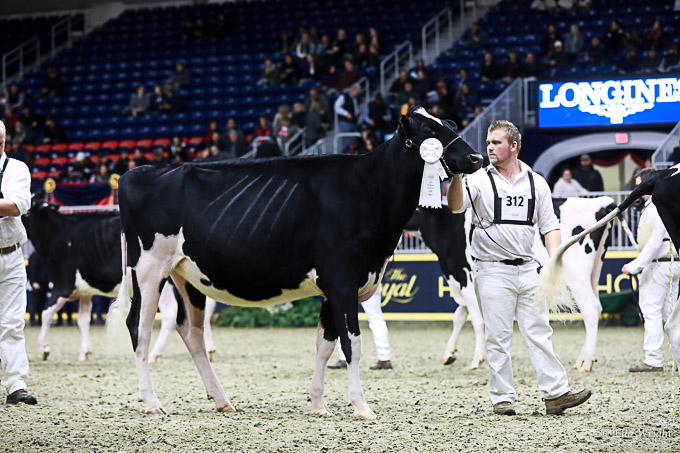 219RWF Holstein-3128