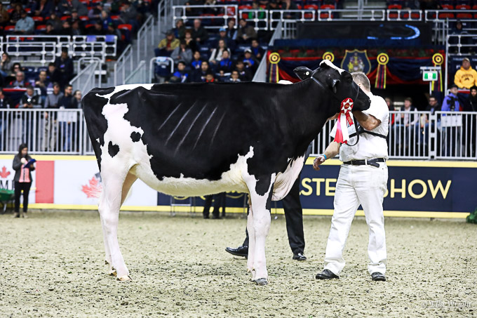 219RWF Holstein-3134