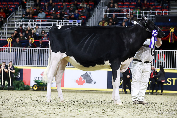 219RWF Holstein-3146