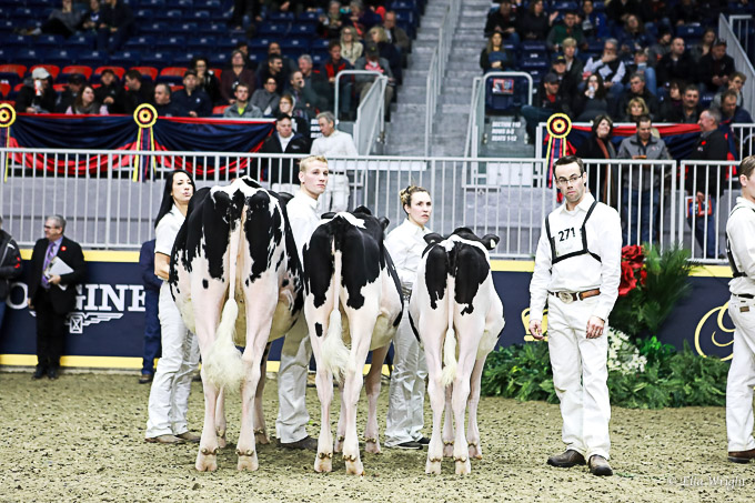 219RWF Holstein-3186