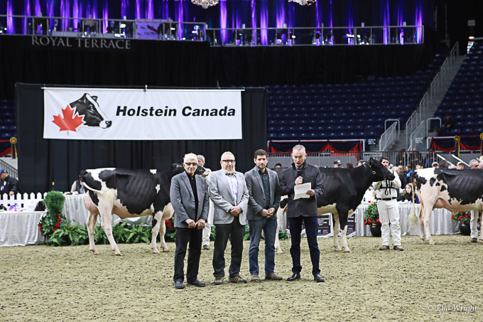 219RWF Holstein-3371