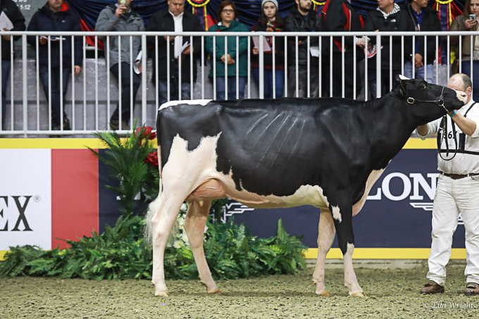219RWF Holstein-3373