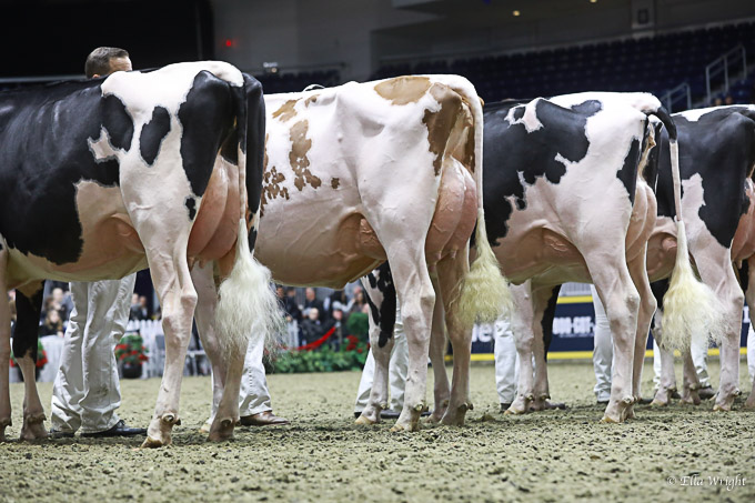 219RWF Holstein-3437