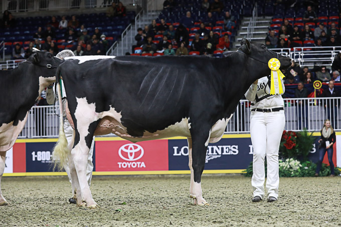 219RWF Holstein-3479