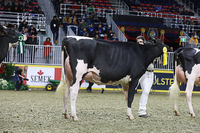 219RWF Holstein-3484