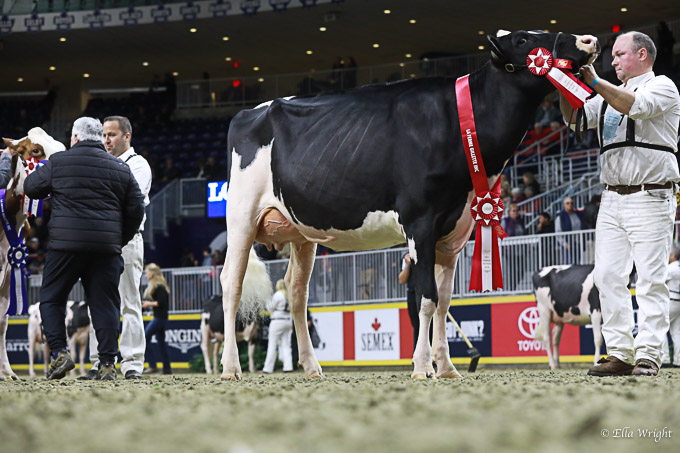 219RWF Holstein-3498