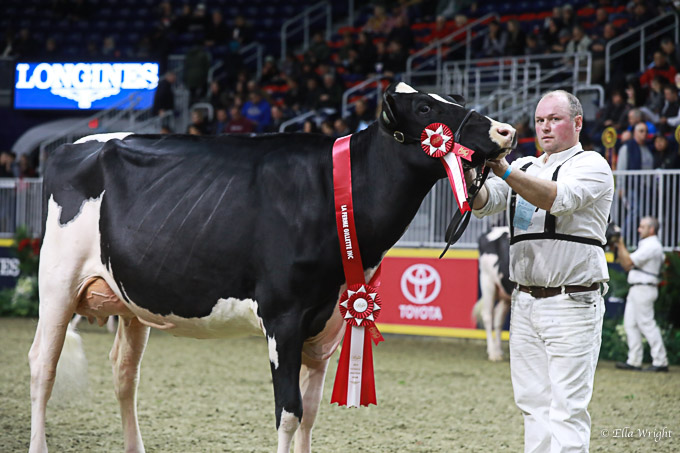 219RWF Holstein-3499