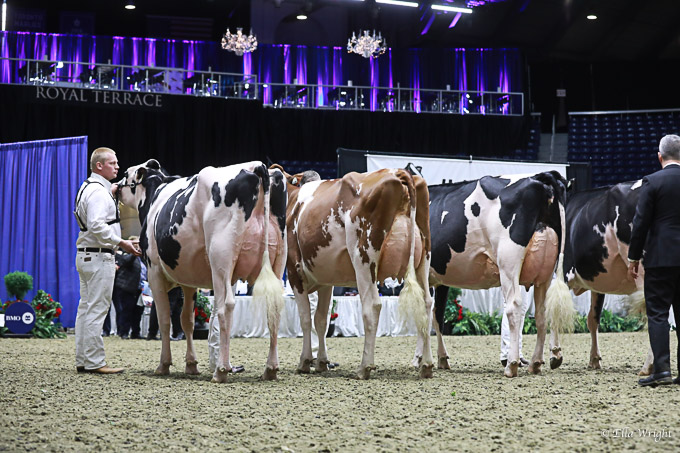 219RWF Holstein-3558