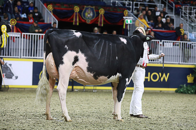 219RWF Holstein-3610