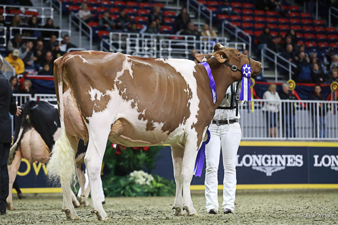 219RWF Holstein-3619