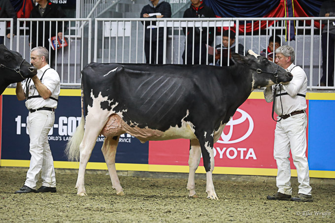 219RWF Holstein -3647