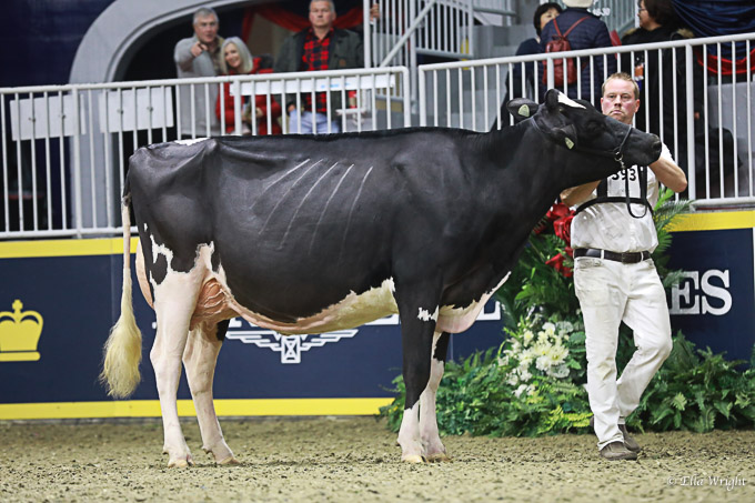 219RWF Holstein -3661