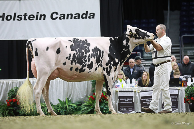 219RWF Holstein -3670
