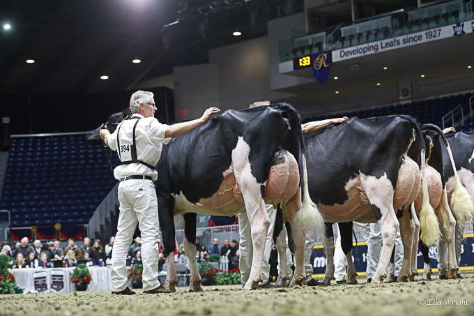 219RWF Holstein -3701
