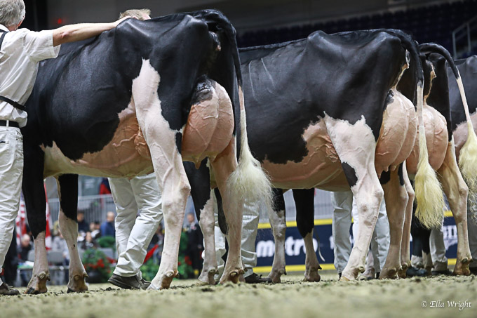 219RWF Holstein -3704