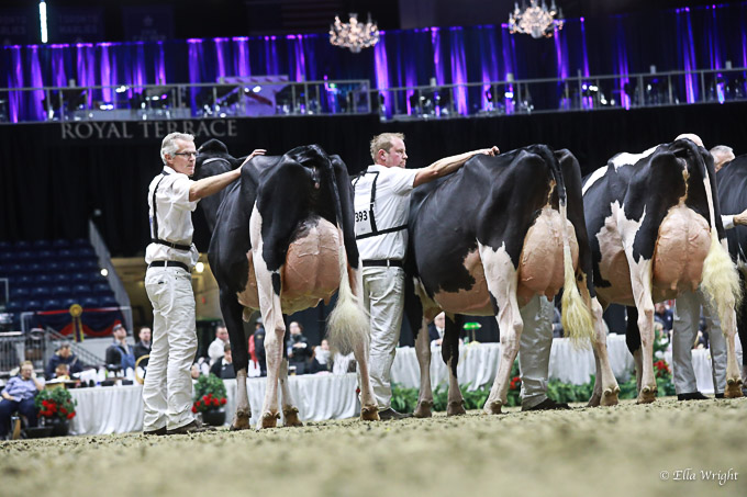 219RWF Holstein -3709