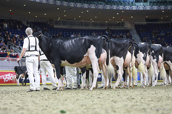 219RWF Holstein -3726
