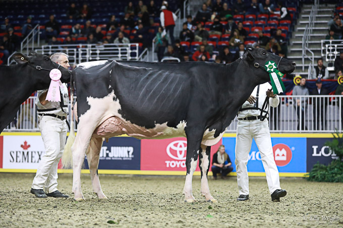 219RWF Holstein -3748