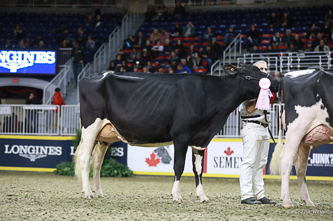 219RWF Holstein -3749