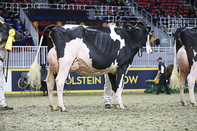 219RWF Holstein -3750
