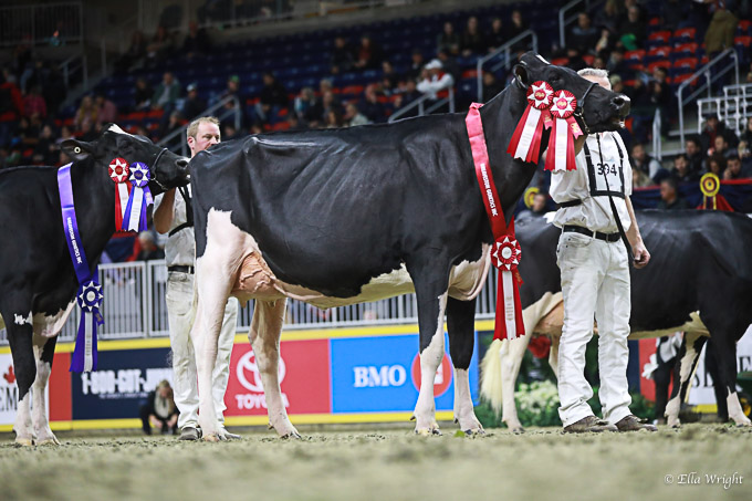 219RWF Holstein -3756