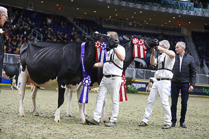 219RWF Holstein -3766