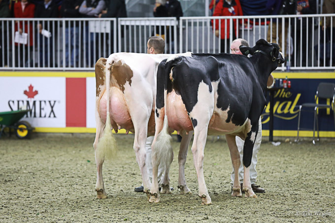 219RWF Holstein-4107