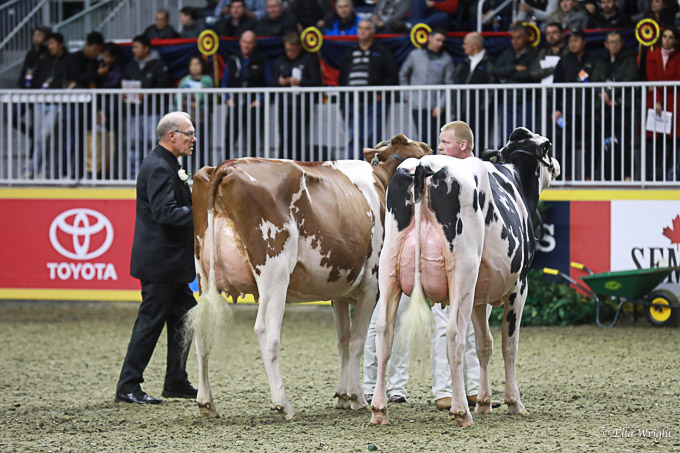 219RWF Holstein-4108