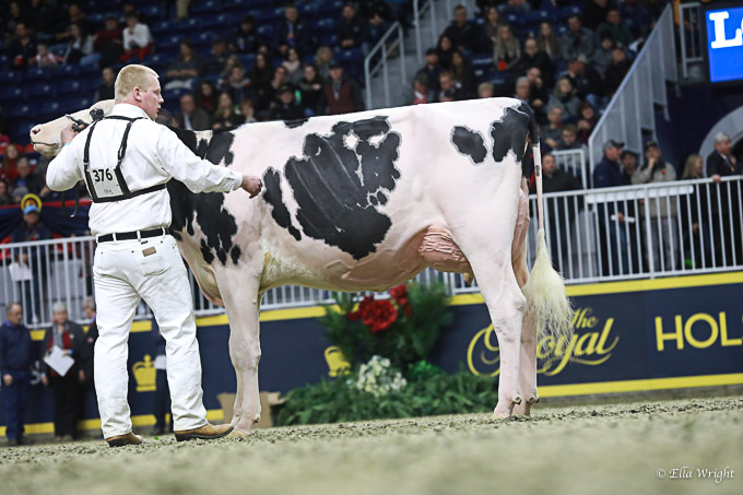 219RWF Holstein-4114